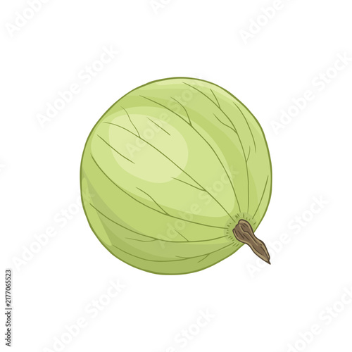 Vector illustration of a green gooseberry isolated on white background