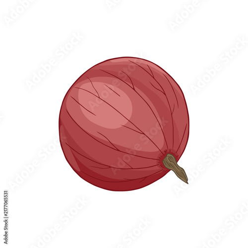Vector illustration of a red gooseberry isolated on white background