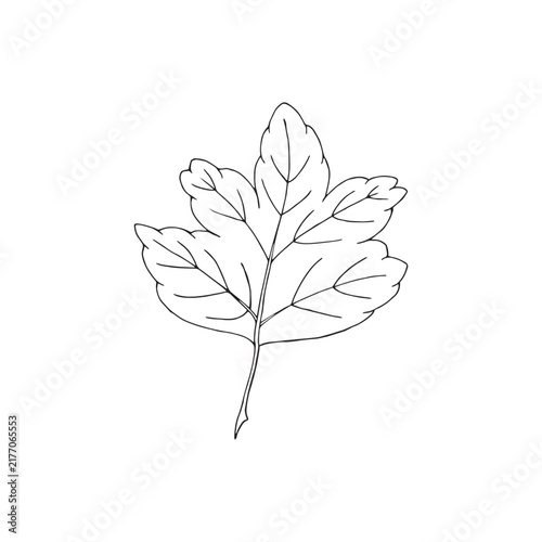 Vector illustration of black line hand drawn gooseberry leaf isolated on white background