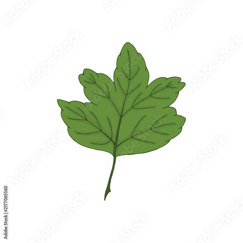 Vector illustration of gooseberry leaf isolated on white background