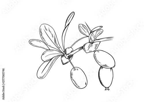 Bild auf Leinwand Vector black line illustration of hand drawn barberry branch with berries and le