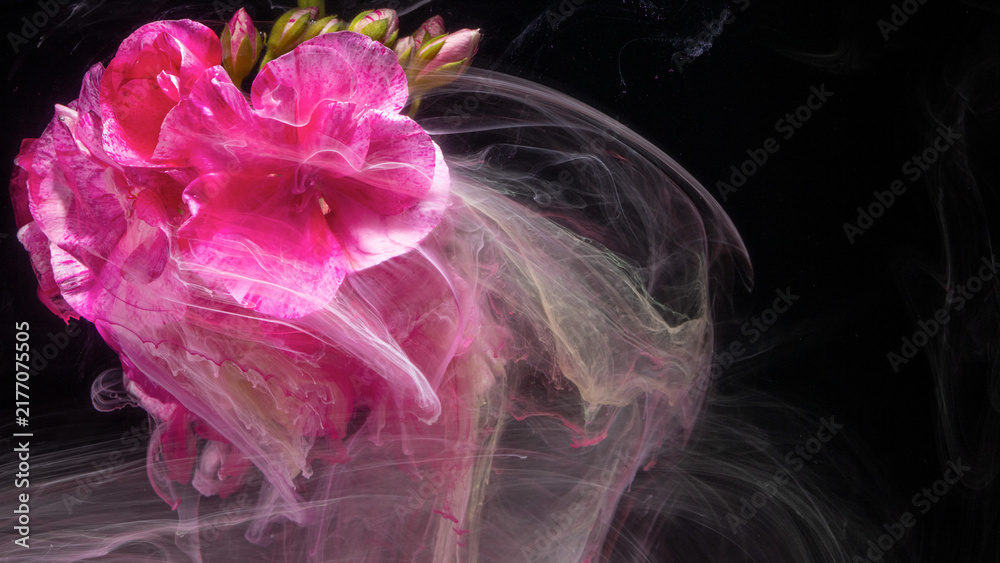 Obraz premium Pink geranium bloom partially submerged in swirling translucent liquid against dark background