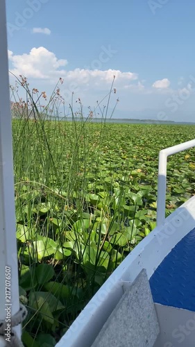Boat moves past dense green reeds and water lilies on Lake Skadar in Montenegro