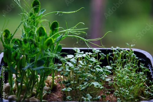 Freshly grown microgreens in a tray, a healthy and vibrant garden harvest