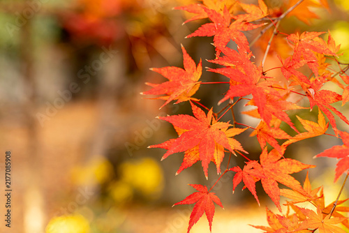 Closeup scenery of the vibrant orange color of Japanese maple tree branch in autumn season and blurred background.