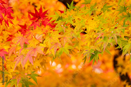 Closeup and crop vibrant multicolor of the Japanese maple tree branch in autumn season.