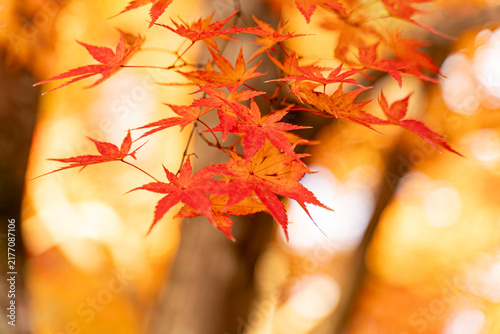 Closeup and crop the vibrant red and orange foliage of a Japanese maple tree in autumn season on blurred background.