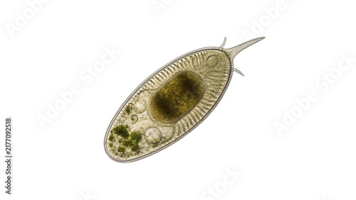 Quadro su tela Microscopic green single cell organism paramecium protozoa isolated on transparent background for school biology science education