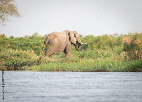 Elephant by the Okavango - Cubango river area in Botswana, Africa