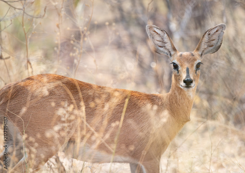 Steenbok also known as Steinbuck or Steinbok in Etosha National Park, Namibia, Africa