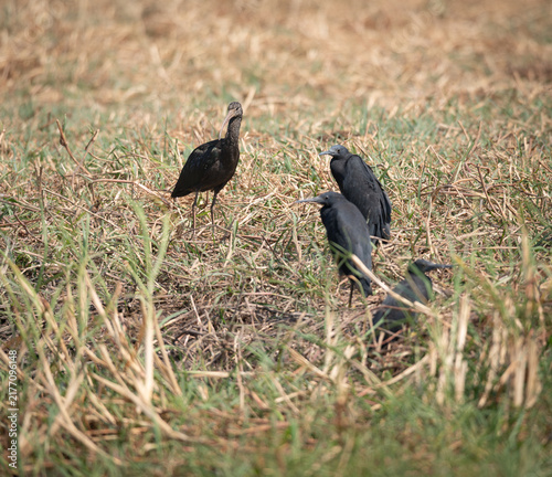 Glossy Ibis and Black Herons on the bank of the Zambezi River, Namibia, Africa