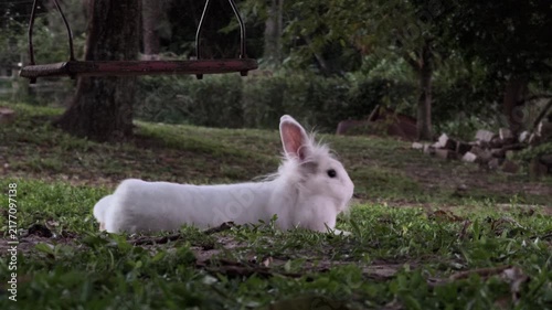 White Rabbit Resting Quietly in Woodland Garden Grass