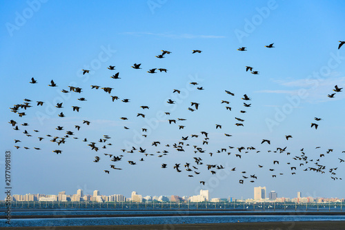 ふなばし三番瀬海浜公園上空を飛ぶカワウの群れ
