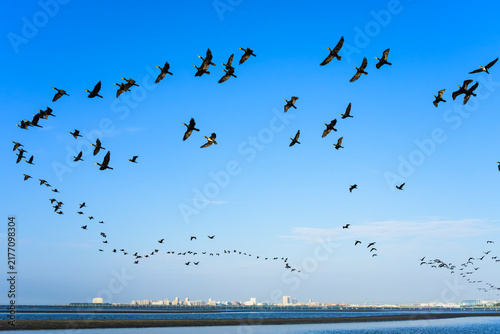 ふなばし三番瀬海浜公園上空を飛ぶカワウの群れ