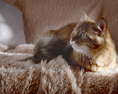 Quadro su tela Close-up portrait of cute, beige cat lounging on fluffy floor
