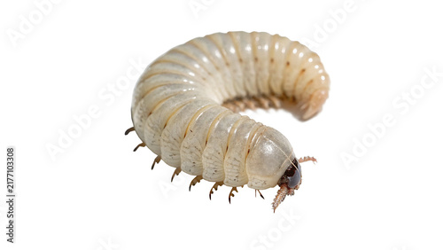 Konstfotografi White grub larva beetle pest insect isolated on transparent background for agricultural biology garden soil education