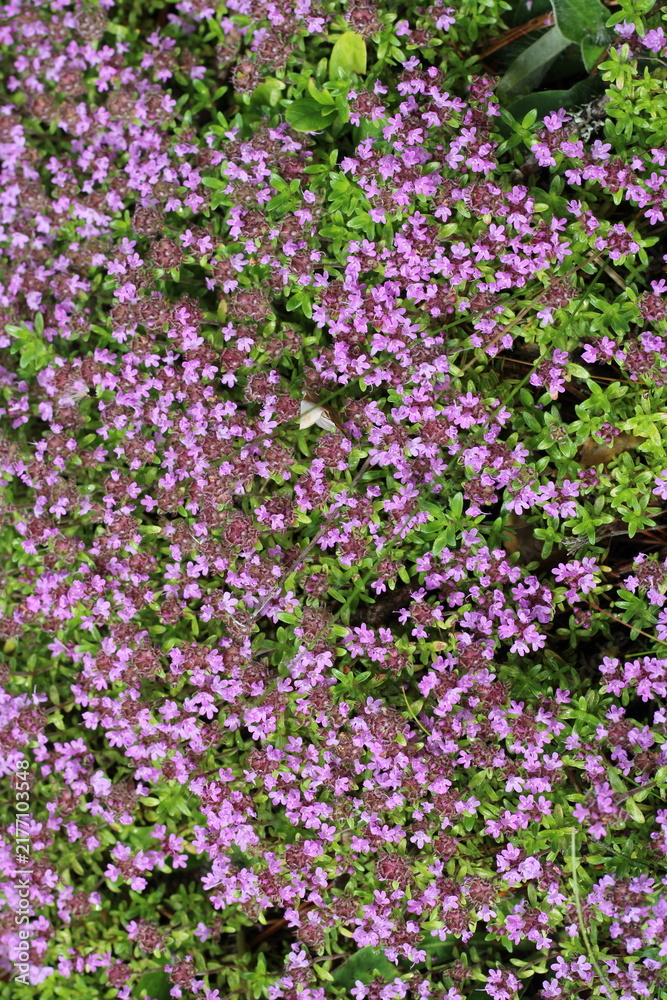 Obraz premium small purple flowers, floral background