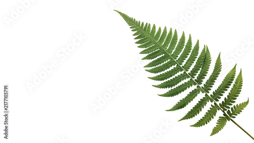 Obraz na plátne Detailed green fern leaf tropical forest foliage isolated on transparent background for nature botany landscape graphics