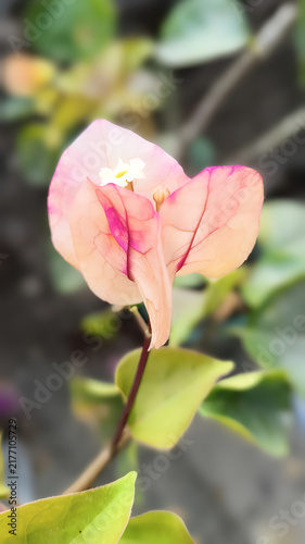 Bougainvillea,bugenvil,paper flower,bunga kertas,Its beauty comes from its brightly colored flower sheaths and attract attention because they grow densely