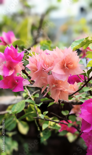 Bougainvillea,bugenvil,paper flower,bunga kertas,Its beauty comes from its brightly colored flower sheaths and attract attention because they grow densely