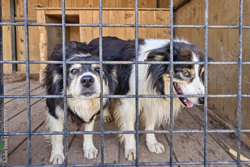 Bild auf Leinwand Two black and white sheepdogs standing behind a metal grid fence inside an outdoor wooden kennel