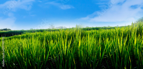 Foto Green meadow and blue sky