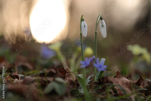 fiori di bucaneve nel bosco in inverno