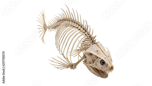 Quadro su tela Detailed dry fish skeleton bone structure isolated on transparent background for biology zoology marine anatomy education