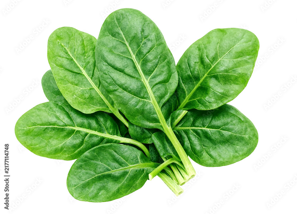 Fototapeta premium Fresh green spinach leaves on isolated background