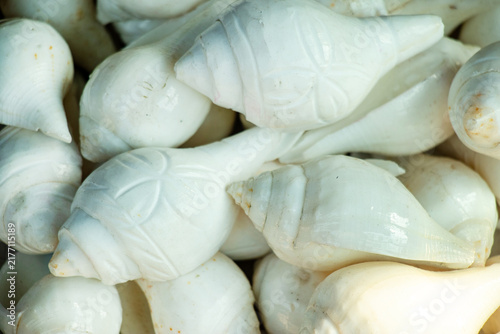 Fotografie Natural white conch shells stacked together in close up view.