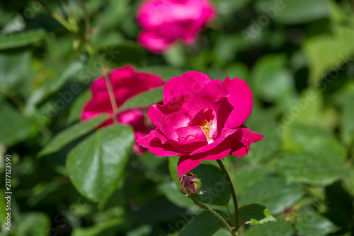 Close-up of a pink rosehip flower. Garden with flowers