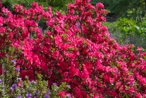 A flowering rhododendron bush. Pink flowers of rhododendron close-up