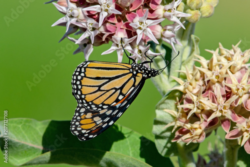 фотографія Monarch on Showy Milkweed in an Idaho State Park