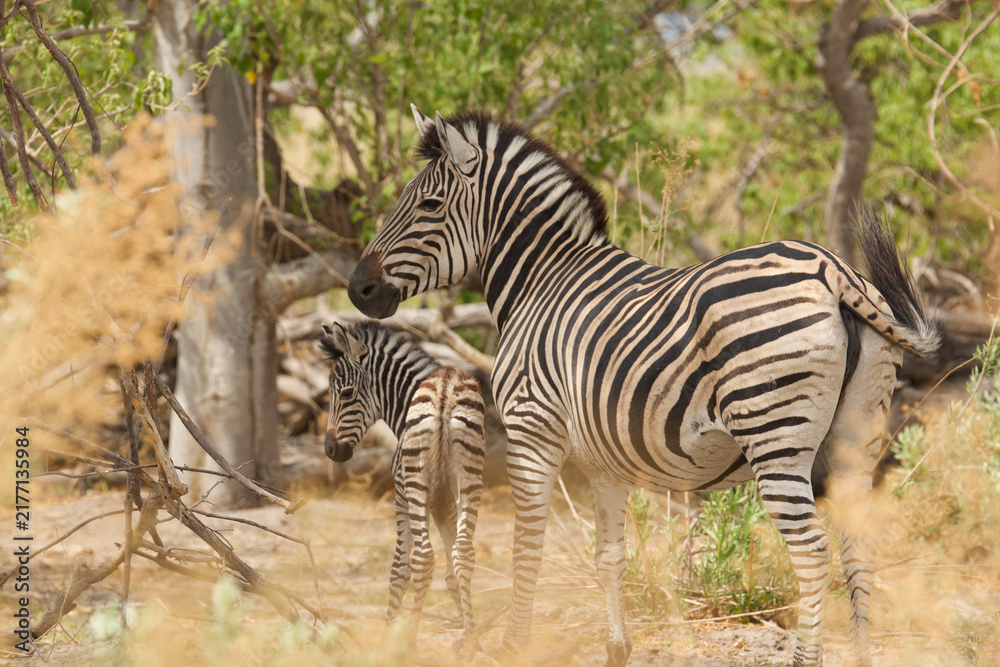 Naklejka premium zebras, equus zebra, female with young 433 