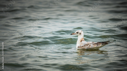 фотографія common black-headed gull