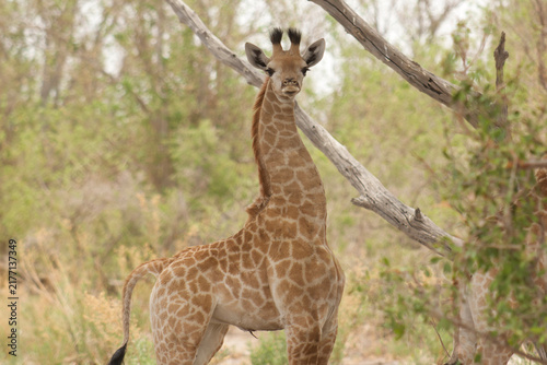Photography giraffe, Giraffa camelopardalis, looking attentively 481