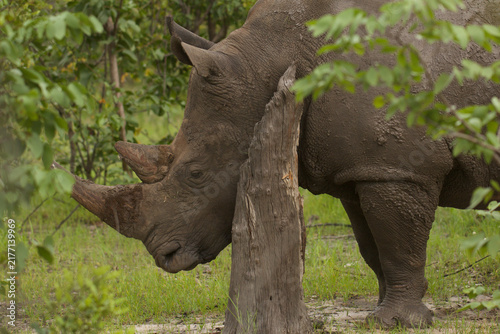 Foto portrait of african rhinoceros 789