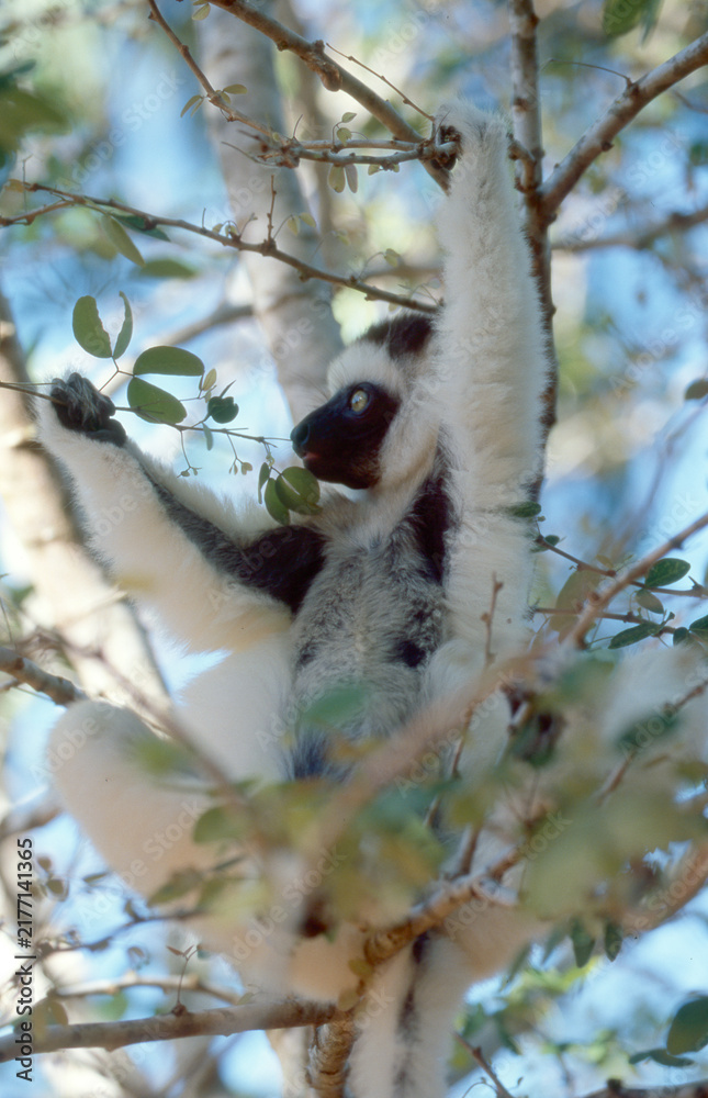 Fototapeta premium lemur sifaka, Propithecus verreaux, clings to tree trunk 174
