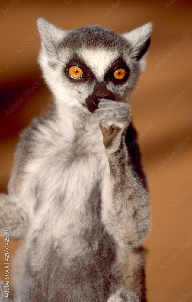 Obraz premium lemur catta eats fruit, portrait 219 