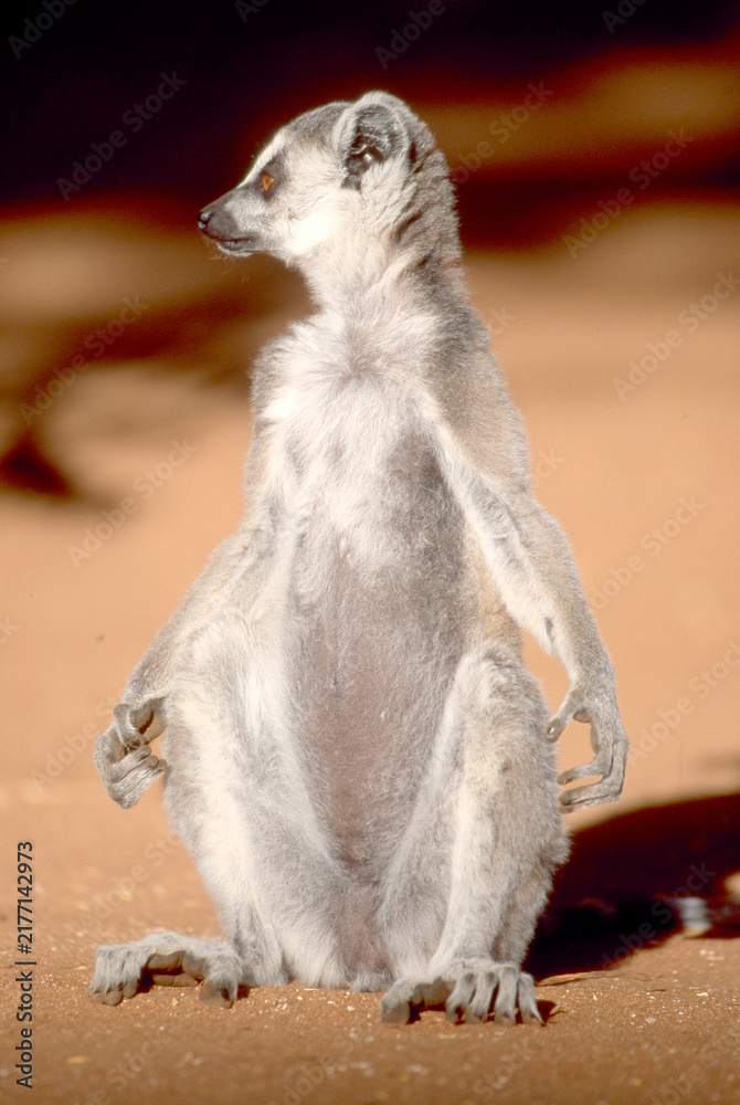 Fototapeta premium lemur catta early morning sun bath, close 220