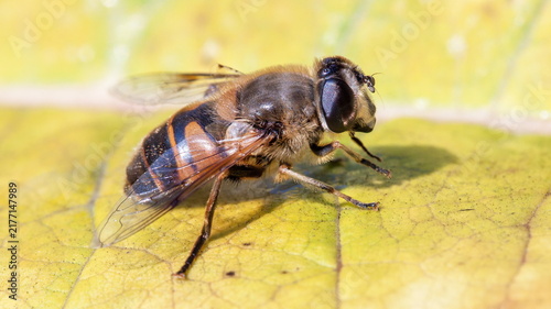 fly on a leaf