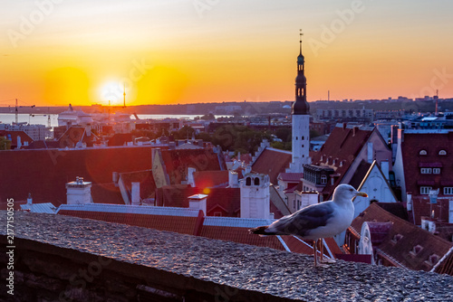Famous seagull on Kohtuotsa viewpoint wall in Tallinn at sunrise. Scenic view of medieval red roofs of the Old Town, historic church spire tower and bright sun rising over the bay. Estonia.