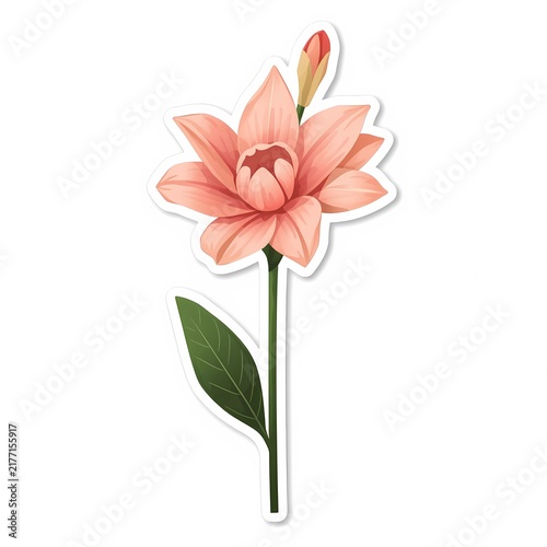 pink lotus flower