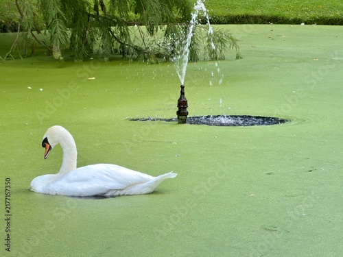 A beautiful Mute Swan (Cygnus olor) resting on an algae covered quiet pool with fountain behind.
