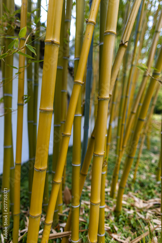 Canvastavla Close up of a bamboo bush at a Chinese Ming garden