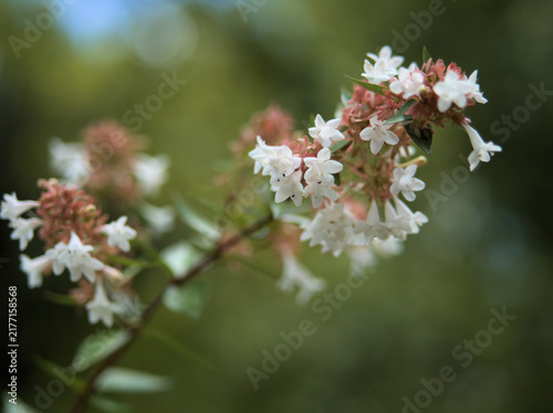 Fotografie 猛暑の8月に咲いた可憐な白いアベリアの花