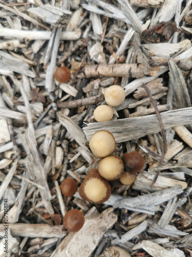 Close-Up of Mushroom in Sunlit Green Meadow