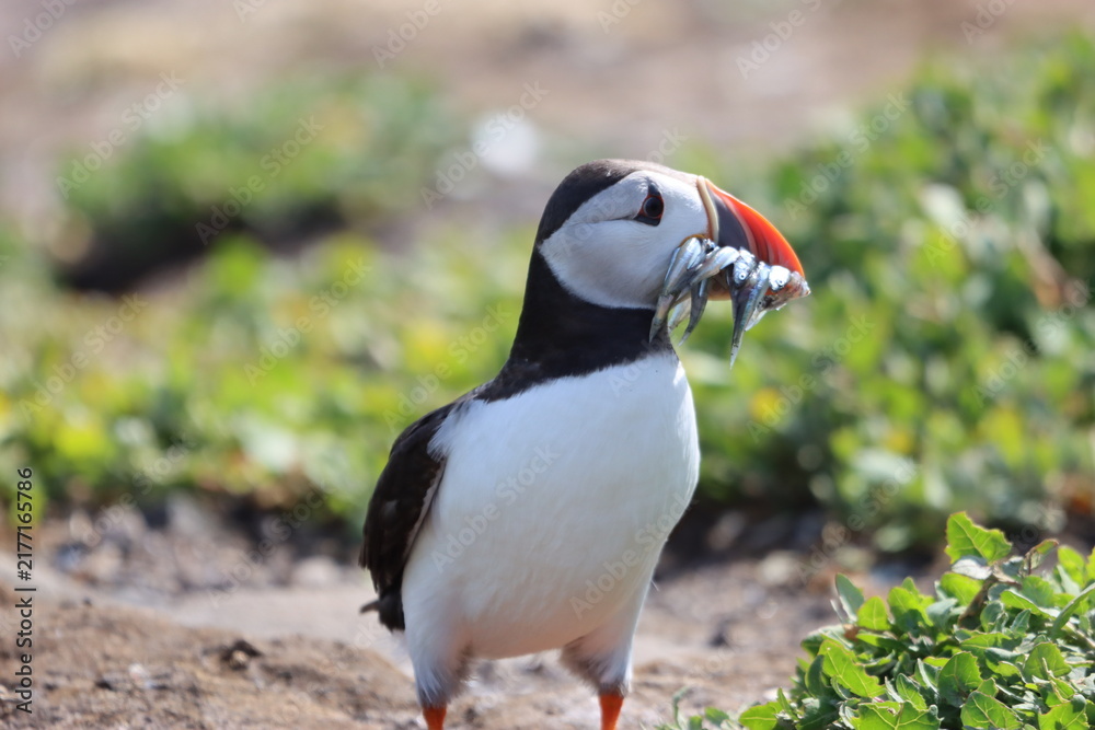 Fototapeta premium Puffin carrying sand eels, Northumberland