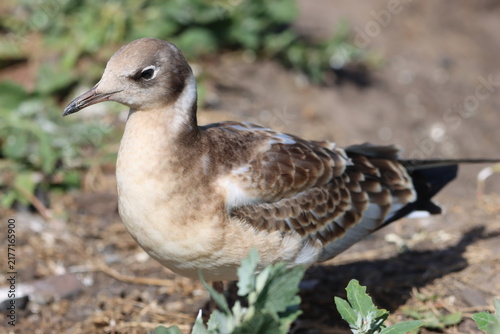 Foto Juvenile black-headed gull on the ground