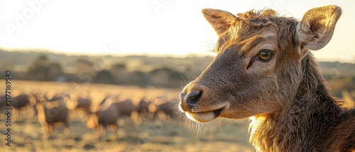 Detail of a deer's head, backlit by golden hour sun, its fur glowing, with a blurred herd in the natural background